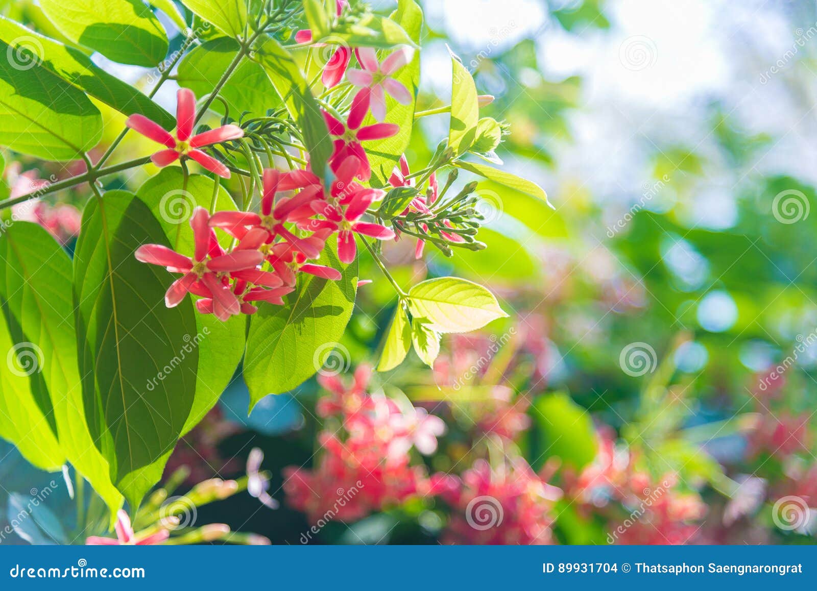 Pink Flowers Blossom, Quisqualis Indica Flower Plant , Chinese H Stock ...