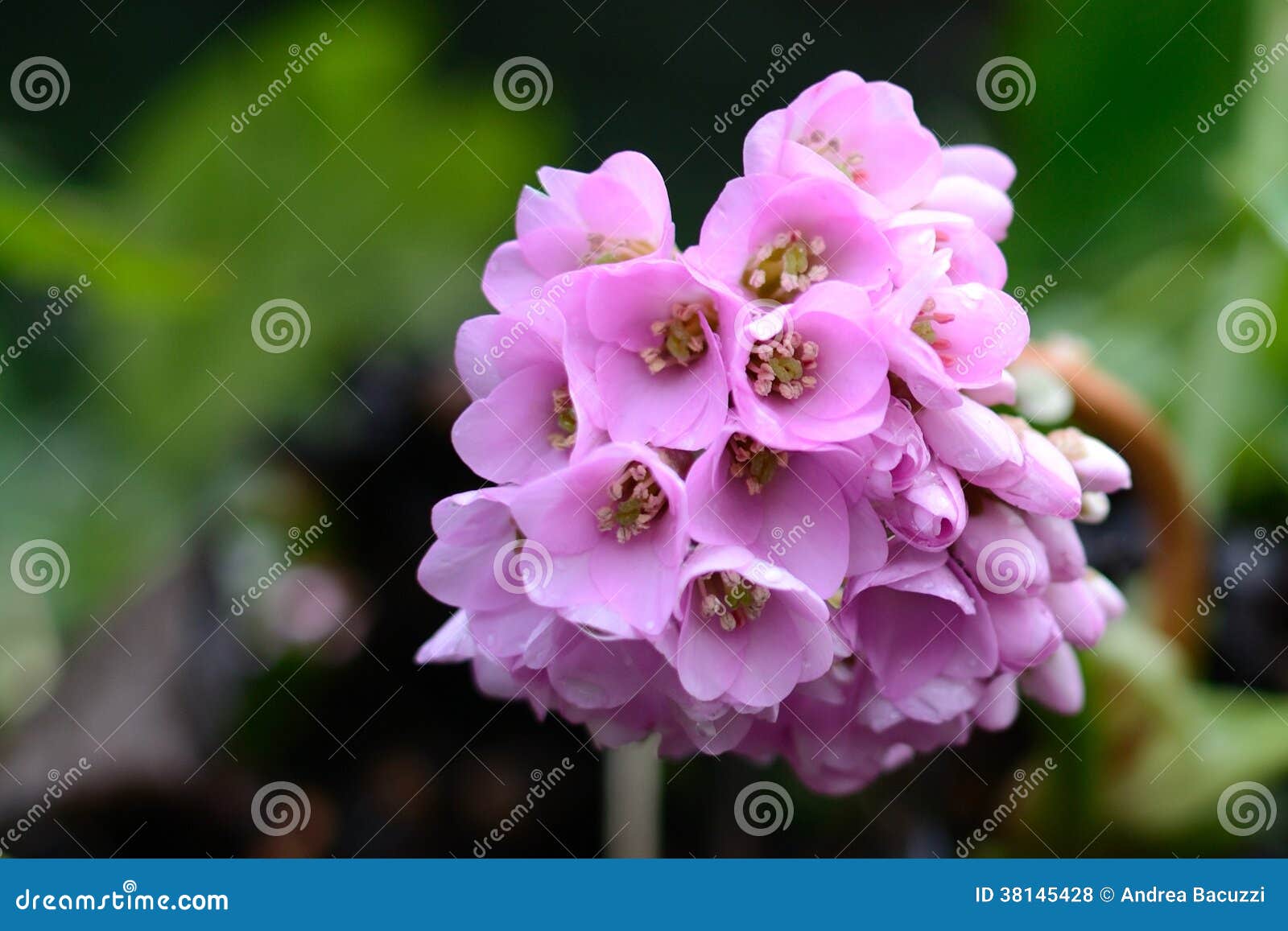 Romantic Pink Flowers Bloom in Heart Shape Stock Photo Image of