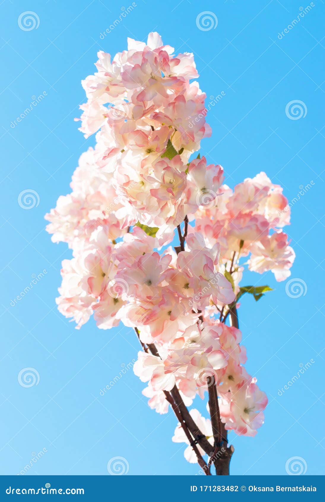 Pink Flowers on a Blue Background Stock Photo Image of branch