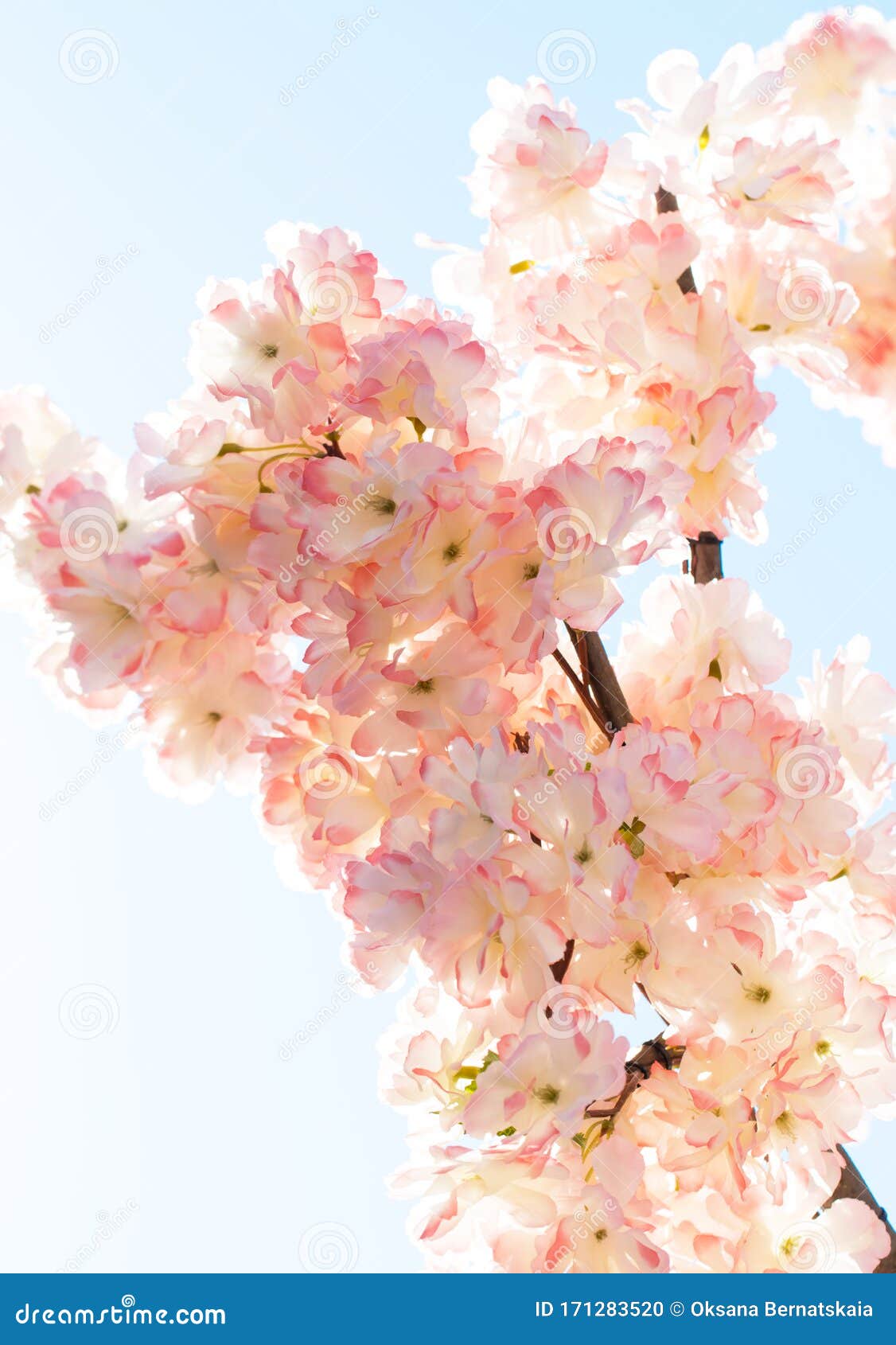 Pink Flowers on a Blue Background Stock Photo Image of flowers, blue