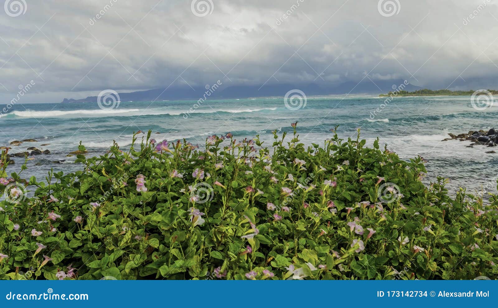 Pink Flowers. Blue Ocean Waves in the Background Stock Photo Image of