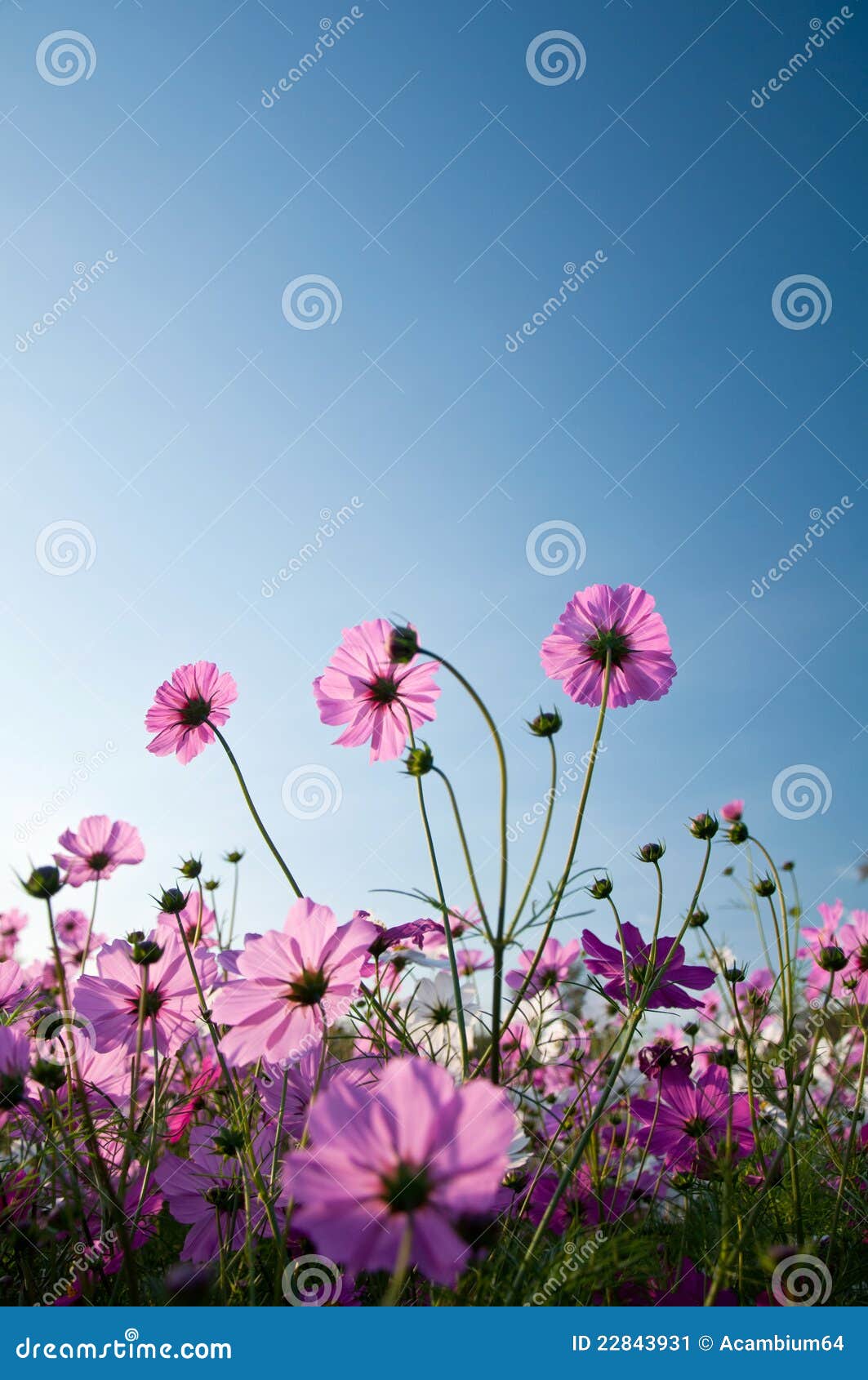 Pink Flowers on Blue Sky Background Stock Image Image of blooming