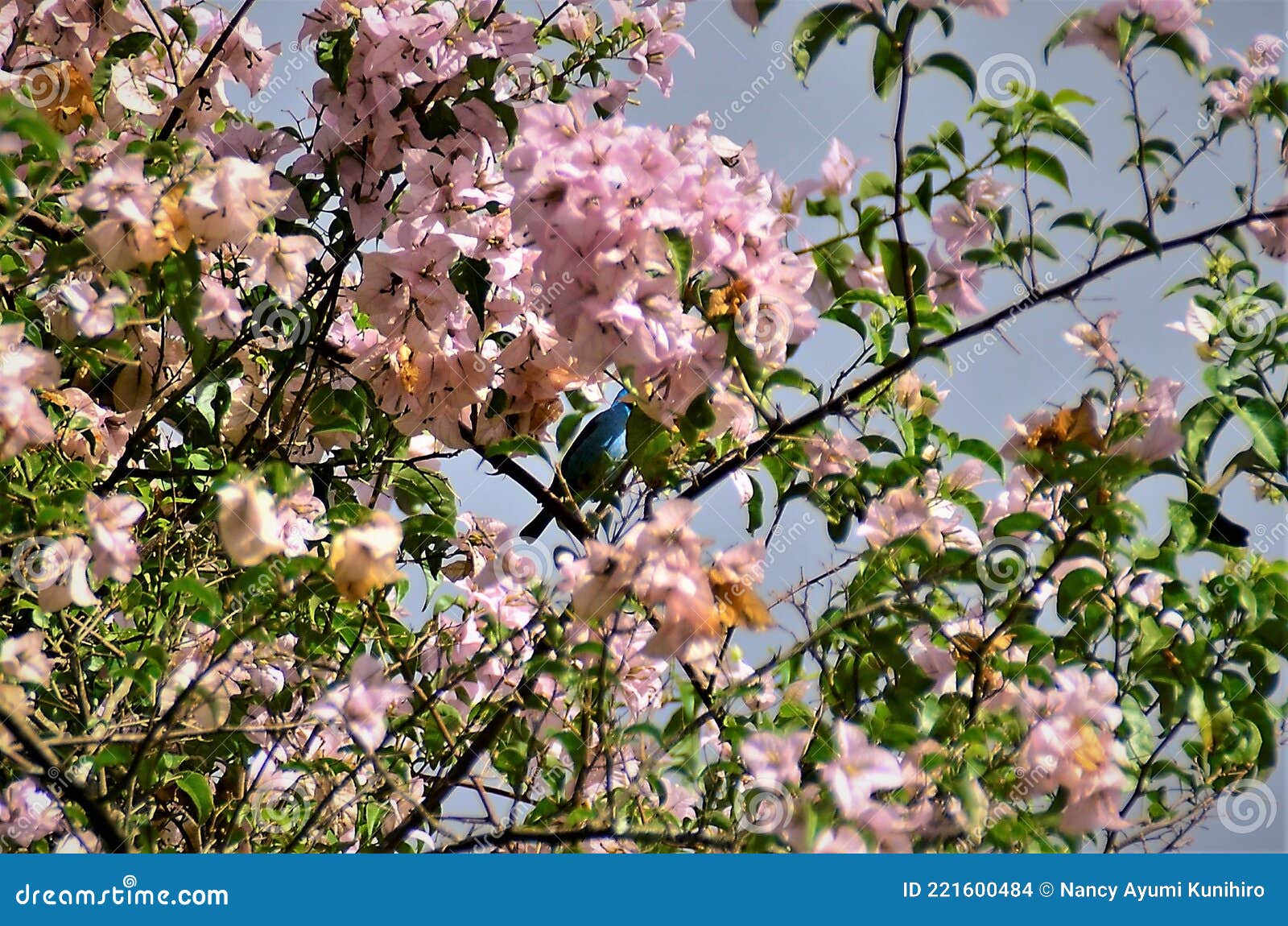 dacnis cayana in the middle of the pink flowers of bougainvillea