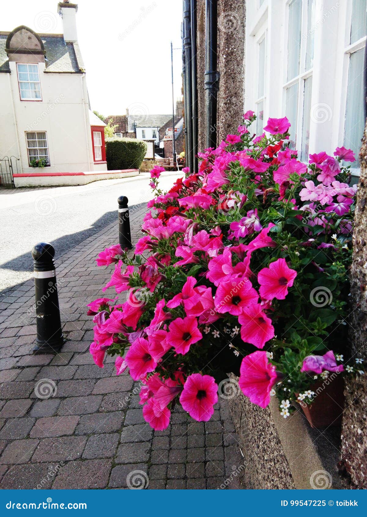 Pink flowers stock image. Image of outdoor, wall, concrete 99547225