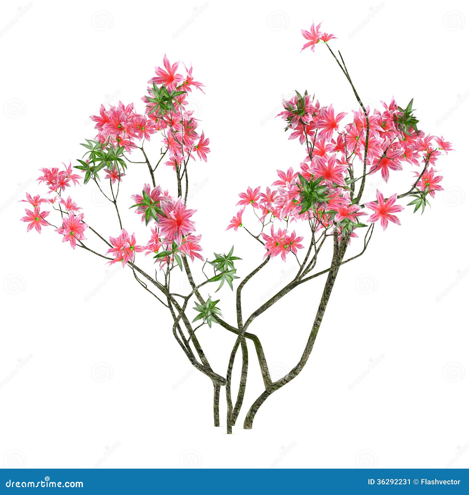 Pink flowers bush stock illustration. Illustration of plant - 36292231