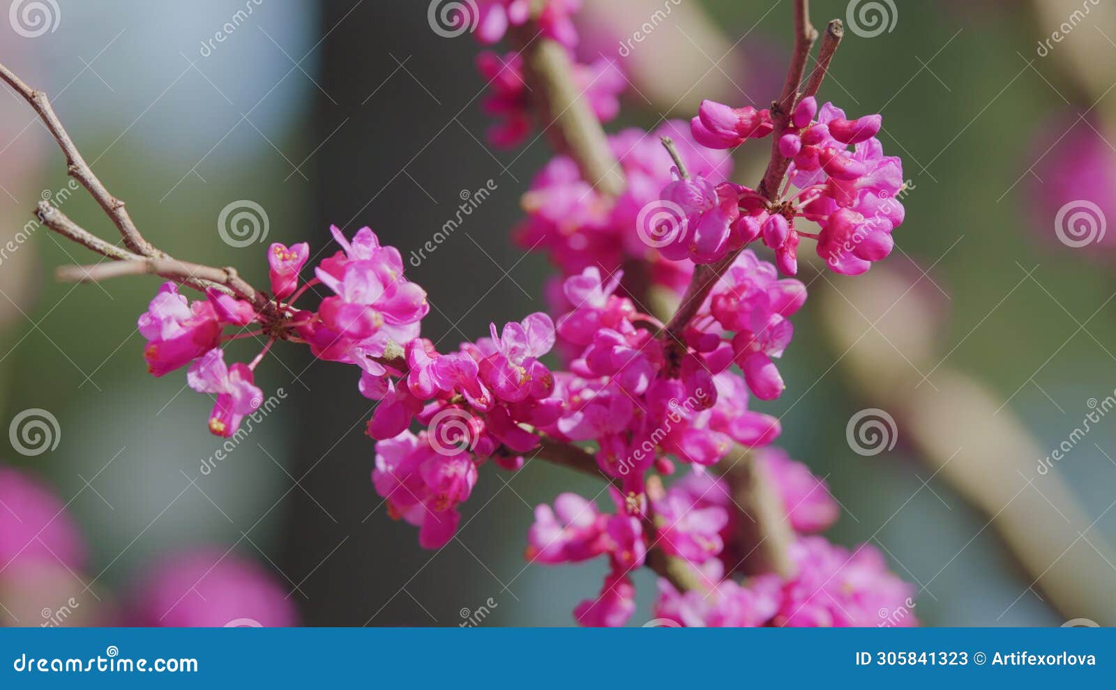 pink flowers of cercis siliquastrum. branches cercis siliquastrum or juda tree with lush pink flowers. close up.