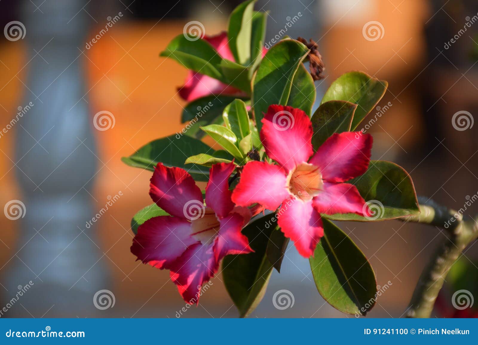 Pink flowers chennai stock photo. Image of green, bouquet 91241100