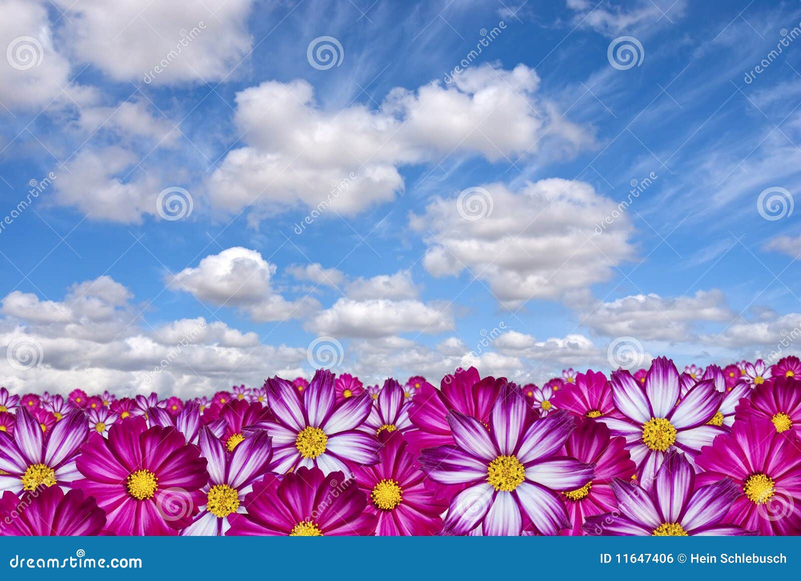 Pink flowers with clouds stock photo. Image of bright 11647406