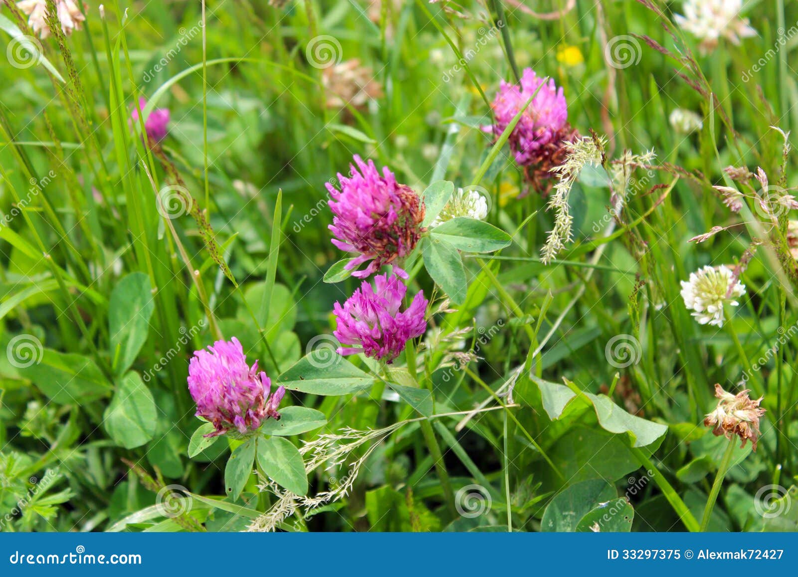 Pink flowers of clover stock image. Image of leaf, floral 33297375