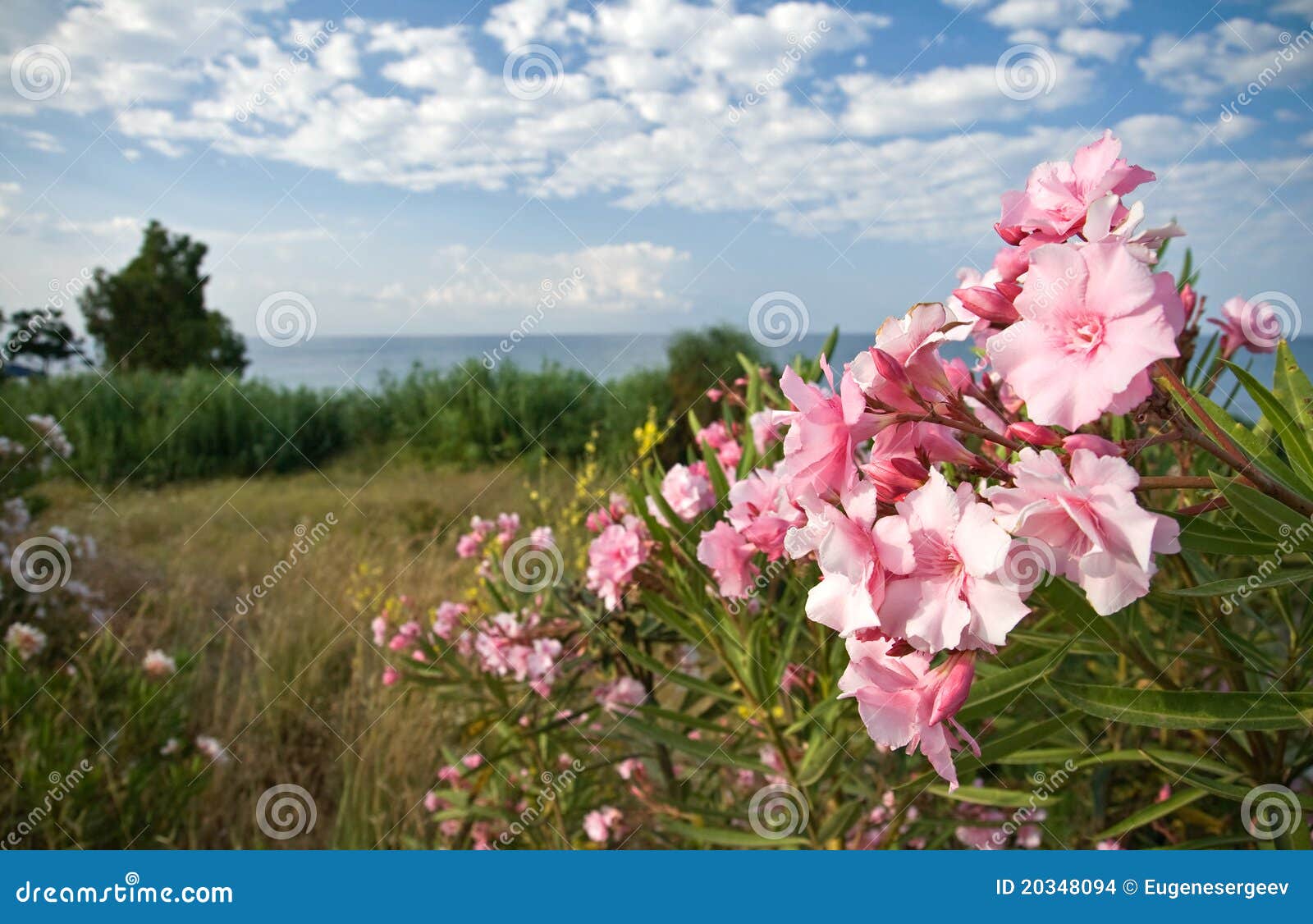 Pink Flowers on the Coast of the Sea Stock Photo Image of aroma