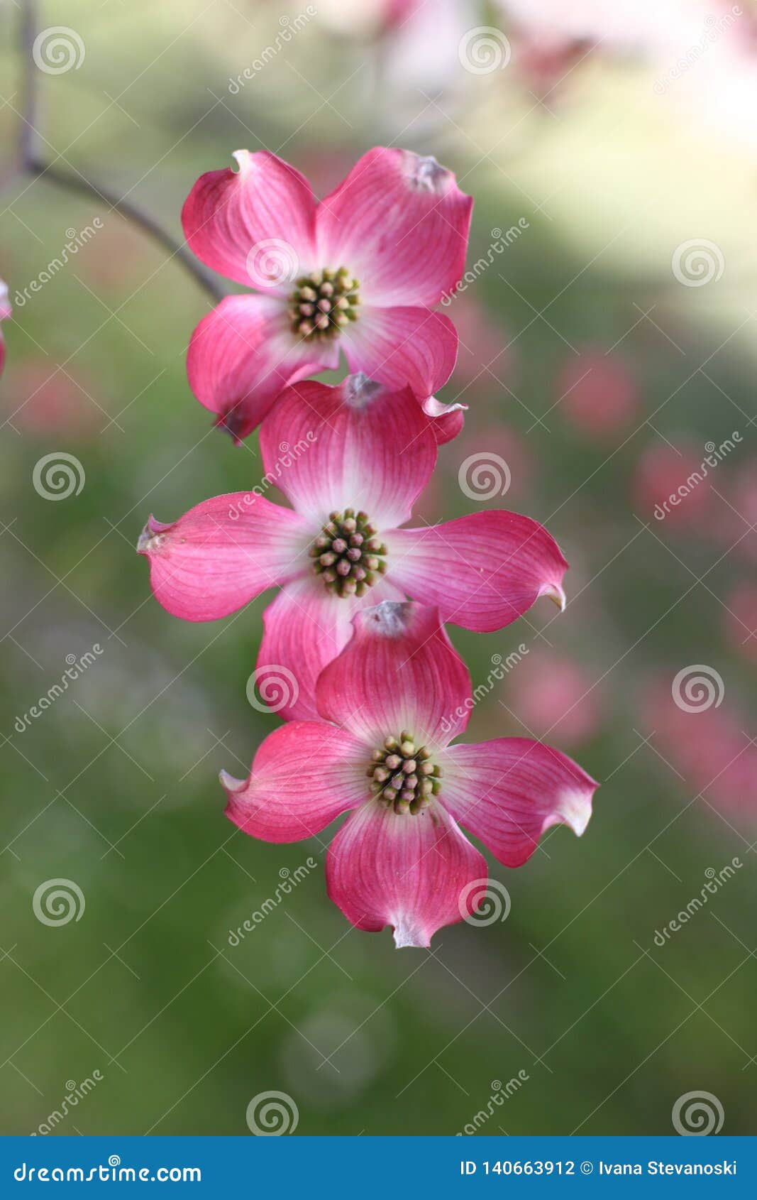 pink flowers of cornus florida forma rubra
