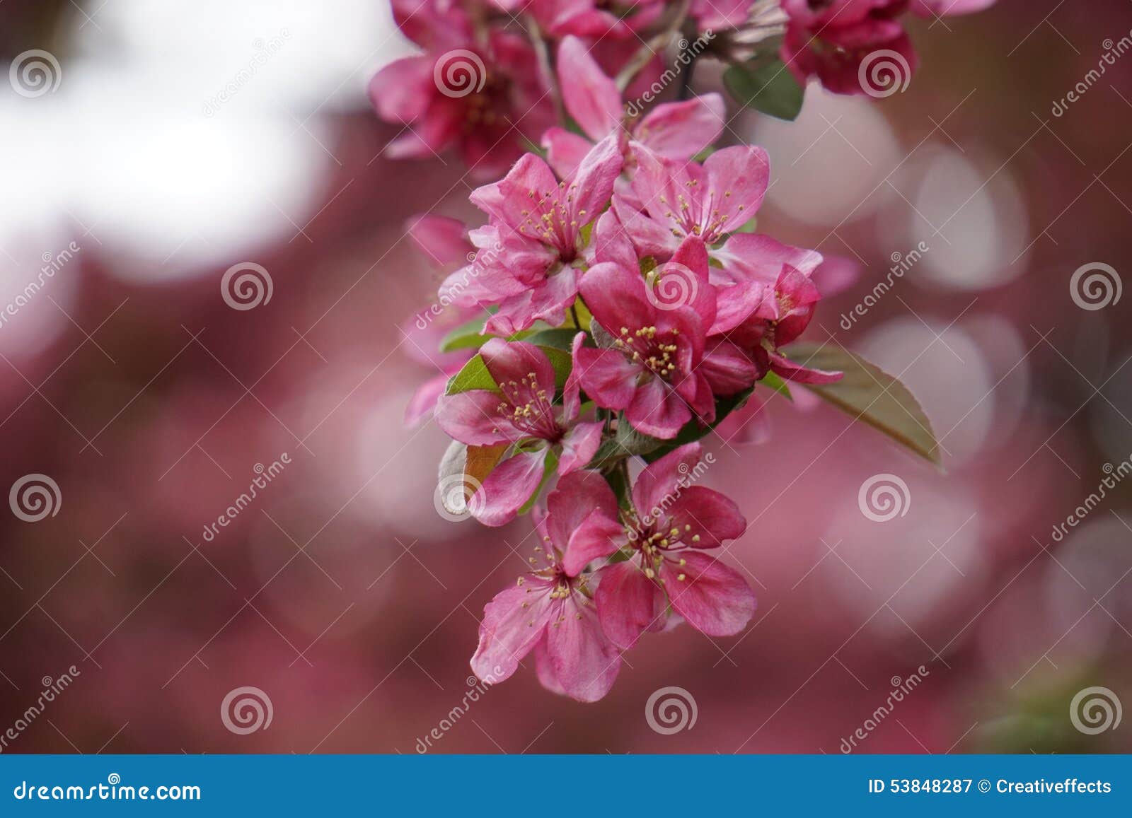 Pink Flowers on Crabapple Tree Stock Image Image of spring, blurred