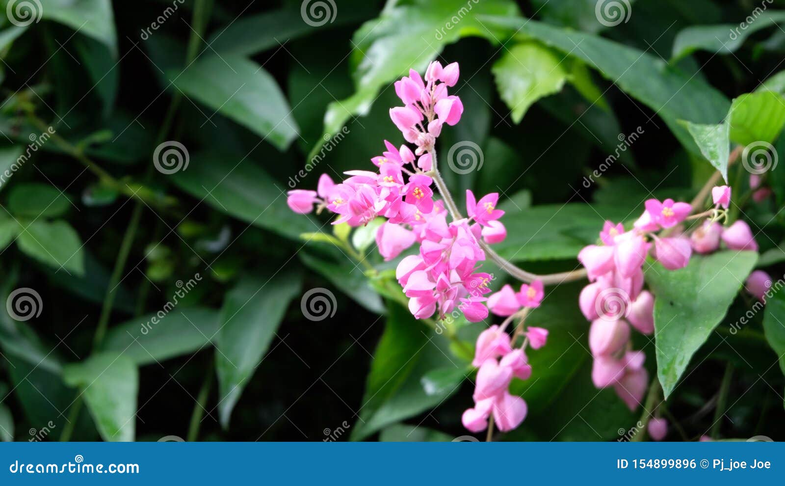 pink flowers of daphne mezereum commonly known as february daphne mezereon mezereum spurge laurel or spurge olive