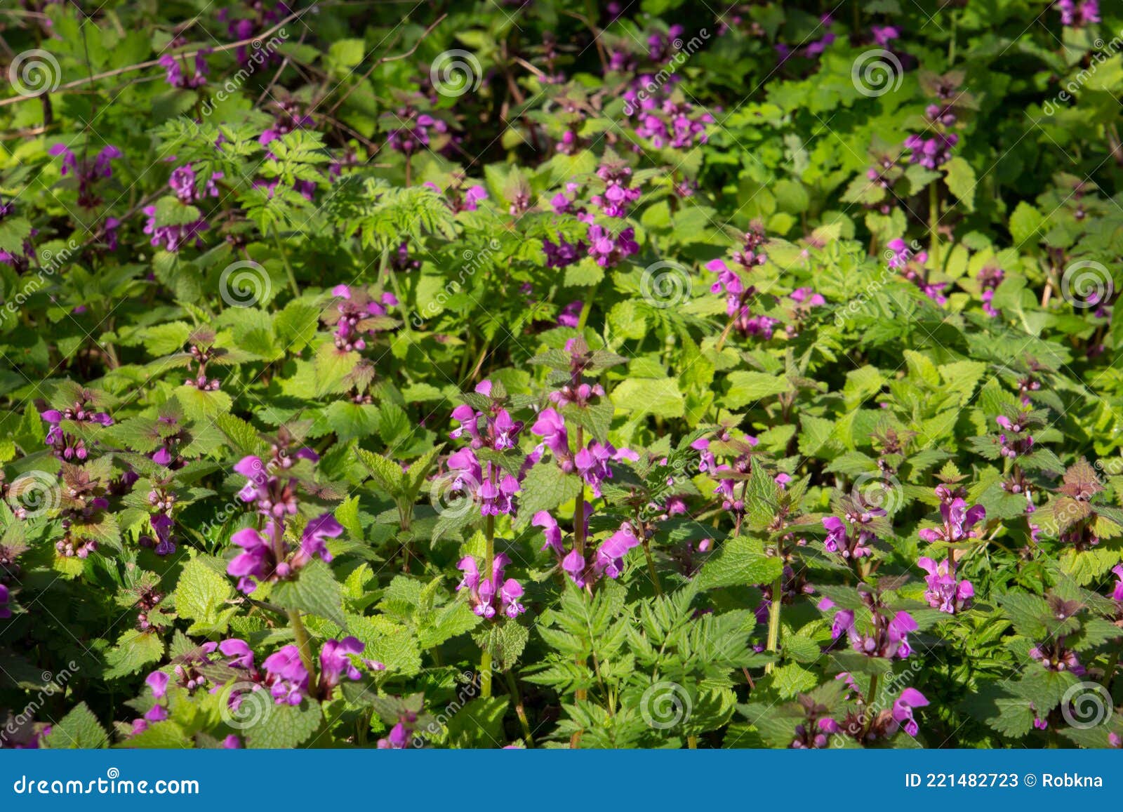 Pink Flowers of Dead Nettle, Also Called Lamium Maculatum Stock Image