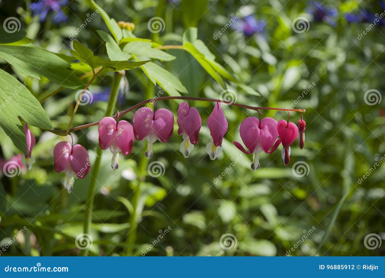 pink flowers dicÃÂ©ntra `crying heart` with drops of dew, on a branch. on the background of a green garden