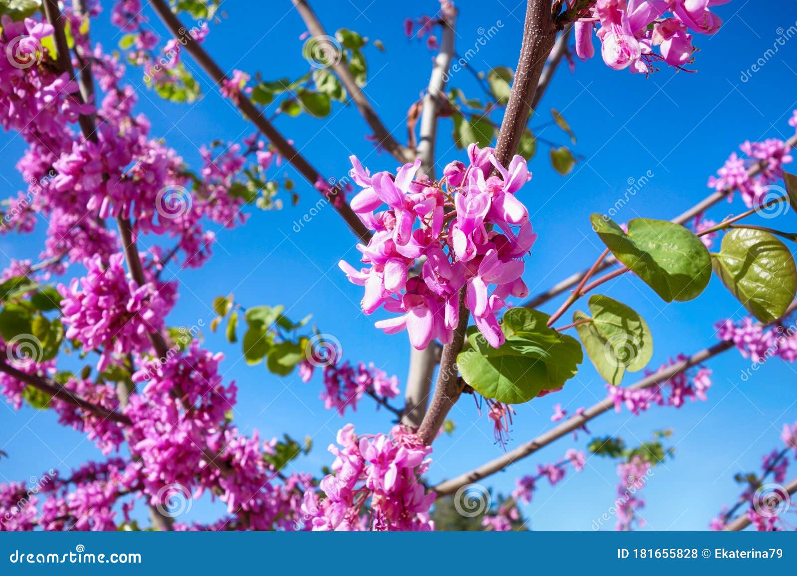 Pink Flowers on Eastern Redbud Tree Stock Photo Image of redbud, pink