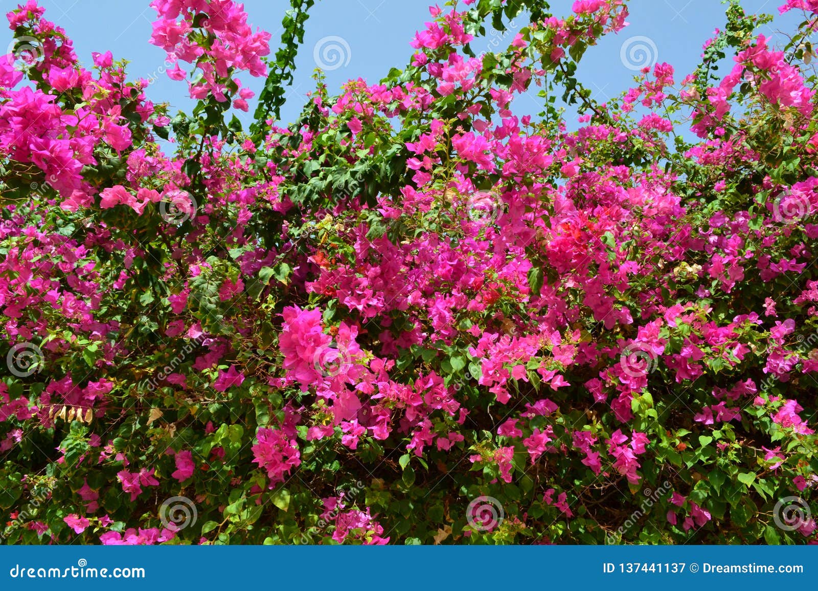Pink flowers in Egypt stock image. Image of holiday 137441137