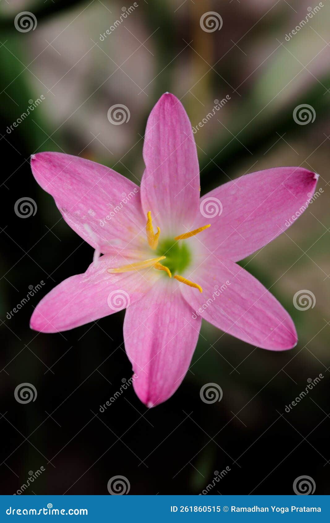 Pink Flowers with an Elongated Crown Stock Image Image of flowers