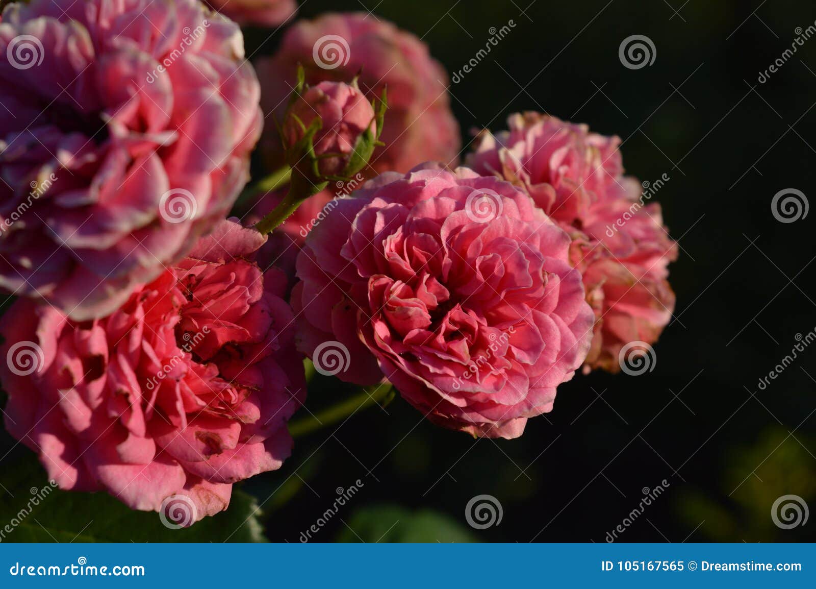 Pink Flowers Everywhere stock image. Image of pink, peaceful 105167565