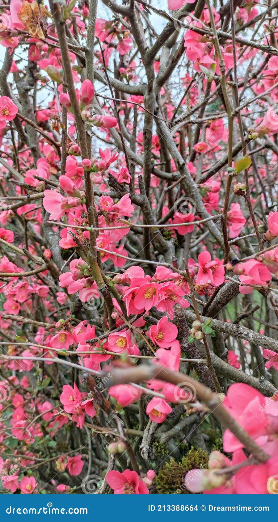 Pink Flowers stock photo. Image of petal, fruit, flower 213388664
