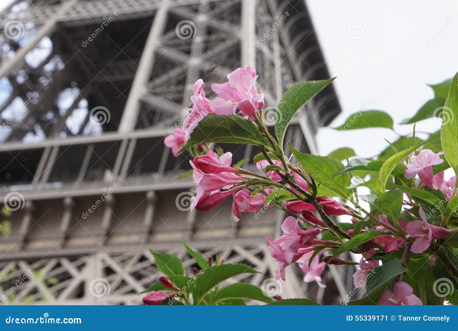 Pink Flowers in Front of the Eiffel Tower Stock Image Image of summer