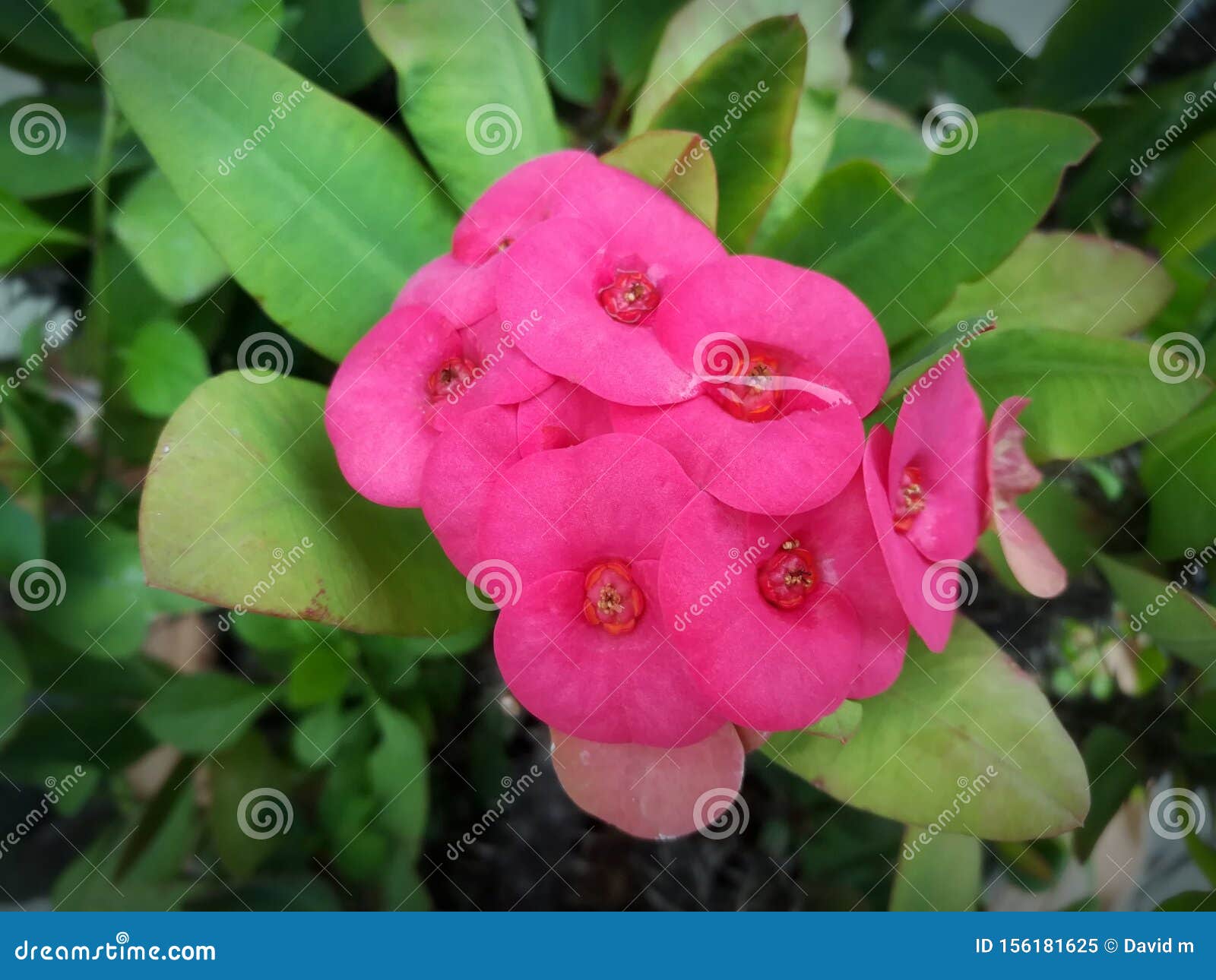 Pink Flowers in the Gardenflower Natural Green Stock Image - Image of ...