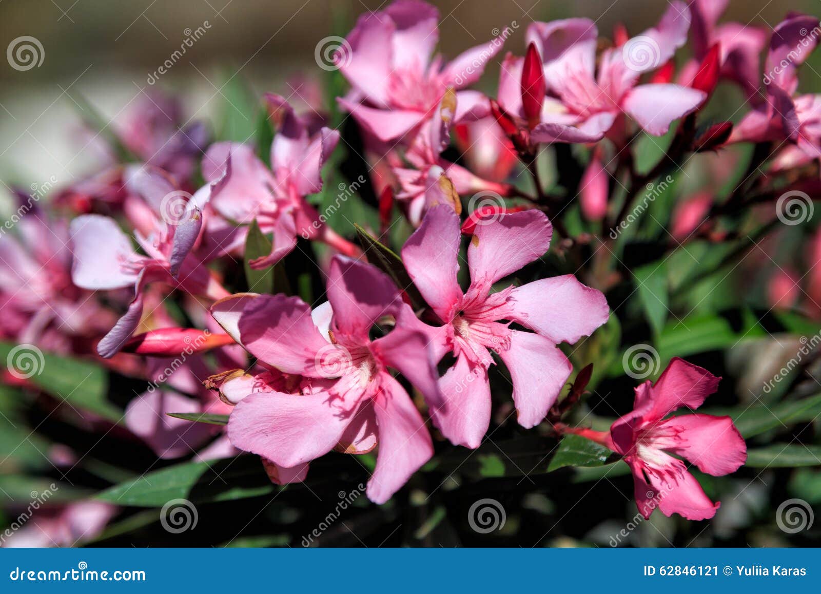 Pink flowers in Greece stock image. Image of nerium, plant 62846121