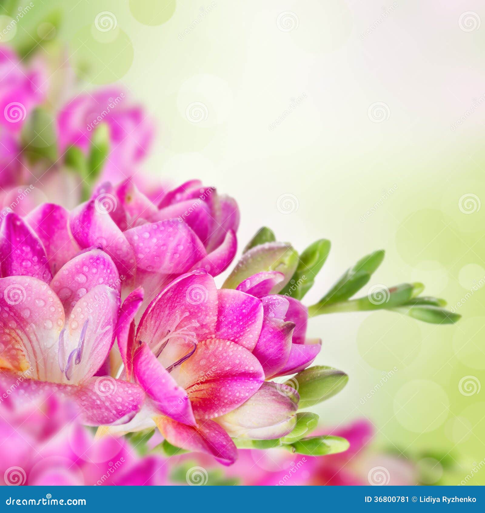 Pink Flowers On Green Blurred Background Stock Image - Image of effect