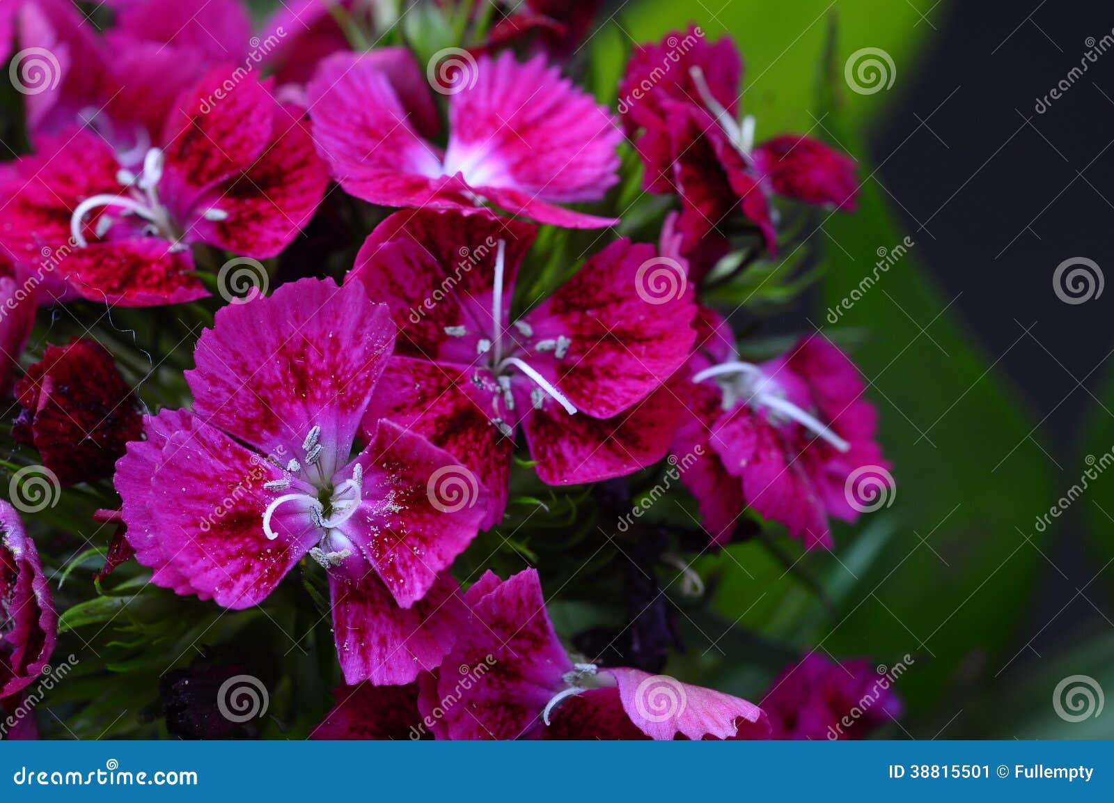 Pink Flowers and Green Foliage Stock Image Image of perfect