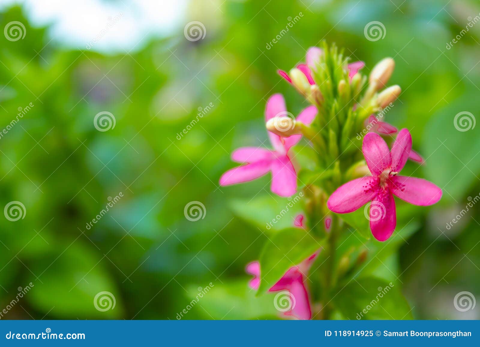 Pink Flowers on Green Leaves in Background. Stock Image - Image of