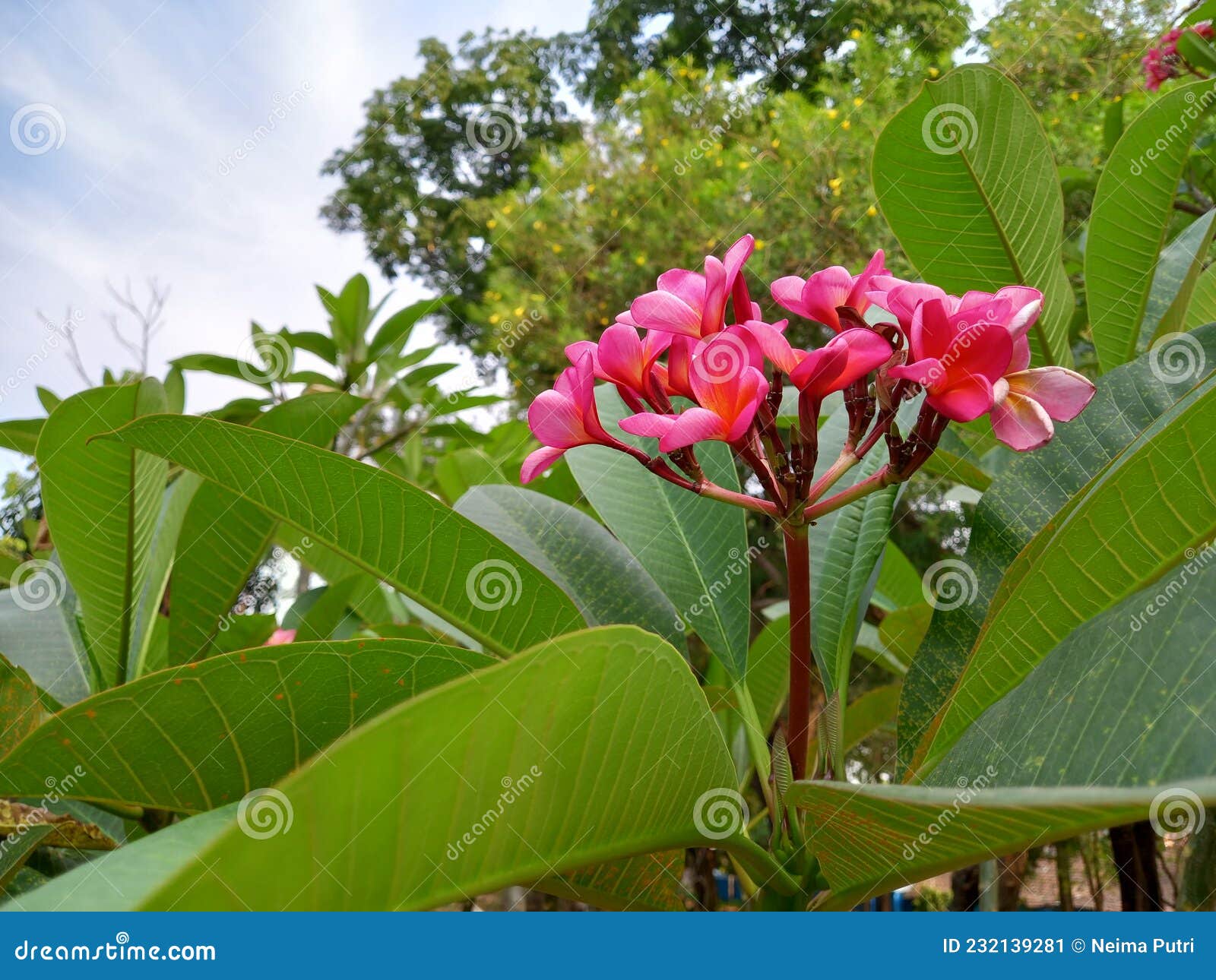 Pink Flowers Green Tree Wallpaper Bckground Stock Image Image of