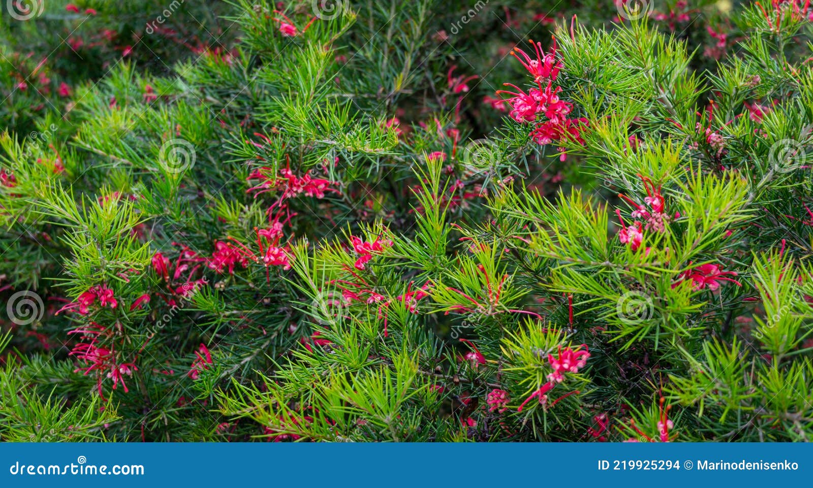 pink flowers of grevillea juniperina canberra gem and spiny leaves,  known as juniper-leaf grevillea or prickly spider-flower.