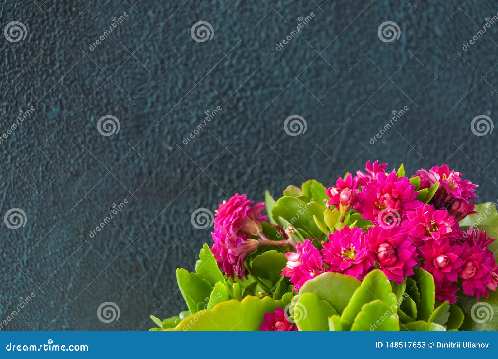 Pink Flowers on Grey Background with Copyspace Stock Image Image of