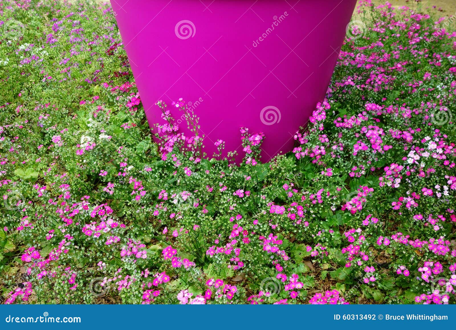Pink Flowers In Ground Cover Stock Photo Image 60313492