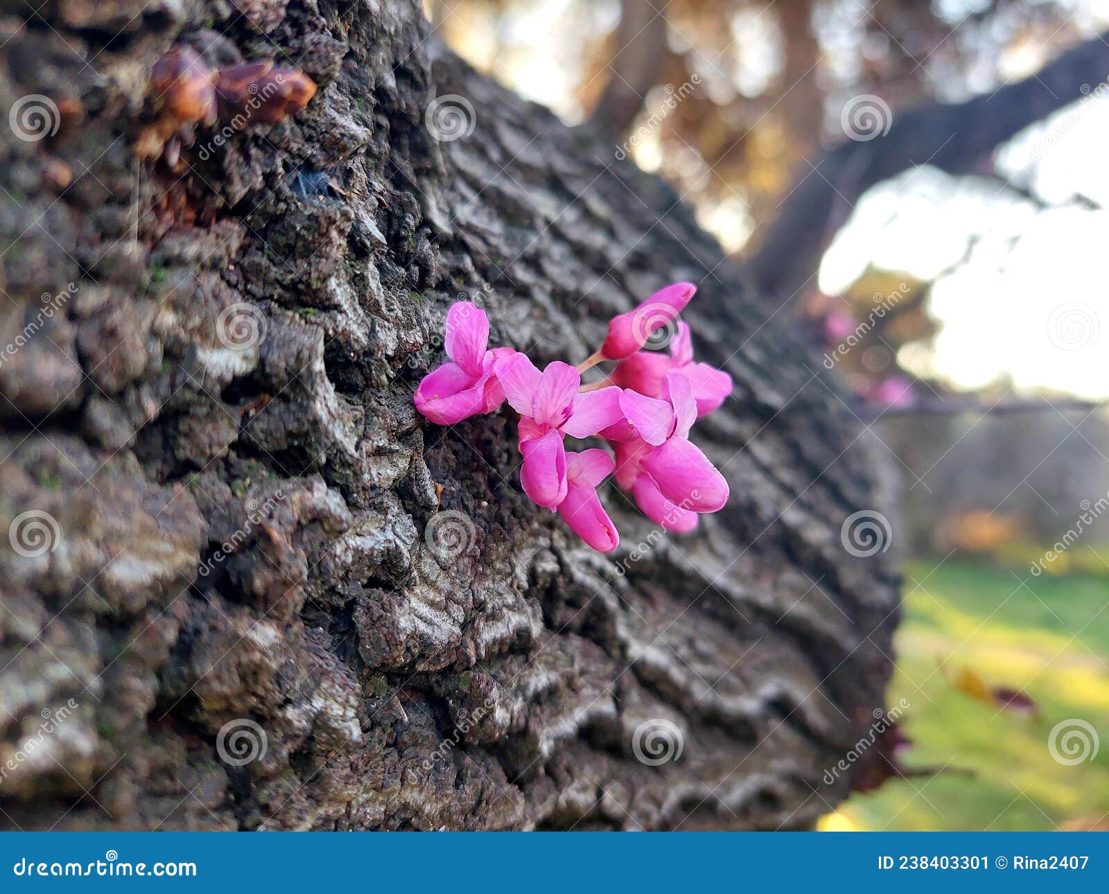 Pink Flowers Growing on Tree Trunk Stock Image Image of trunk, tree