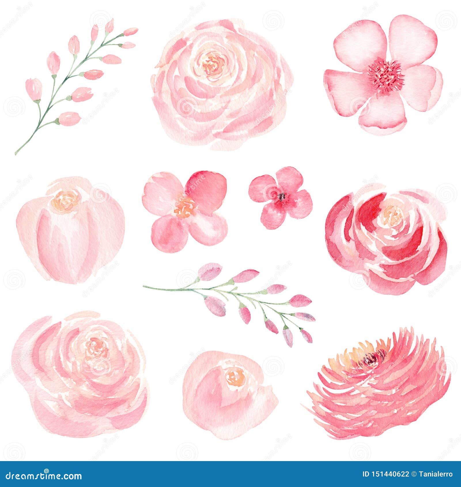 Pink Flowers Hand Drawn Watercolor Raster Illustrations Set Stock ...