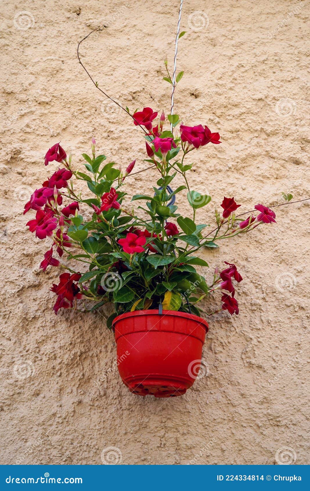 Flowers Hanging on Rustic Stone Wall Stock Photo Image of wall, rough