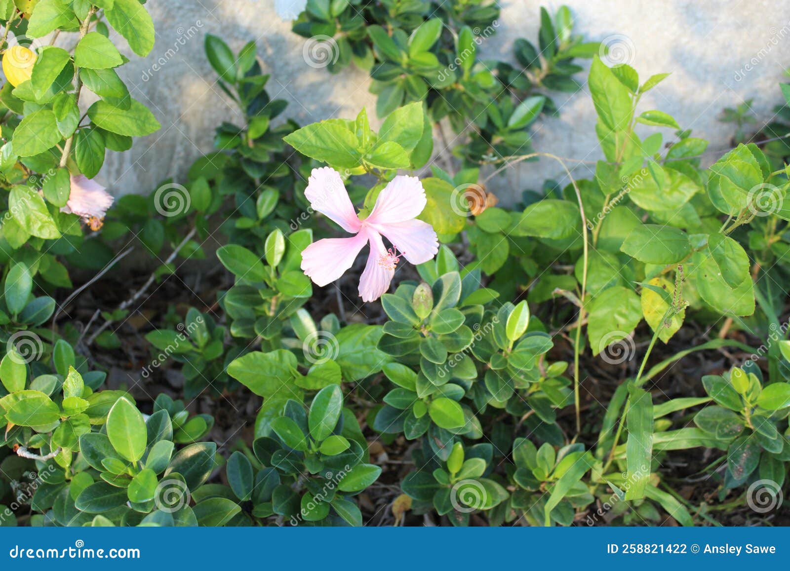 Pink flowers in Jamaica stock photo. Image of pink, herb 258821422