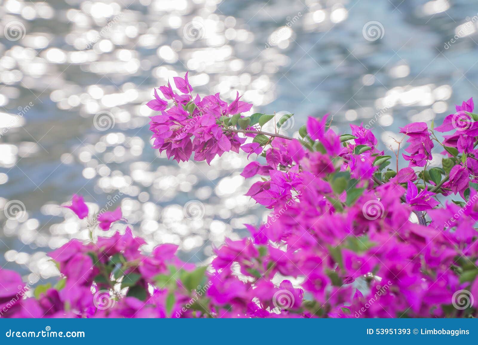 Pink flowers at the lake stock image. Image of pool, nature 53951393