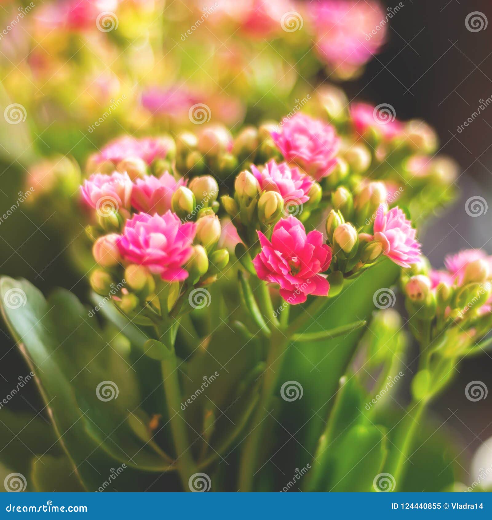 Pink Flowers and Lots of Buds Stock Image Image of flowers, blossomed