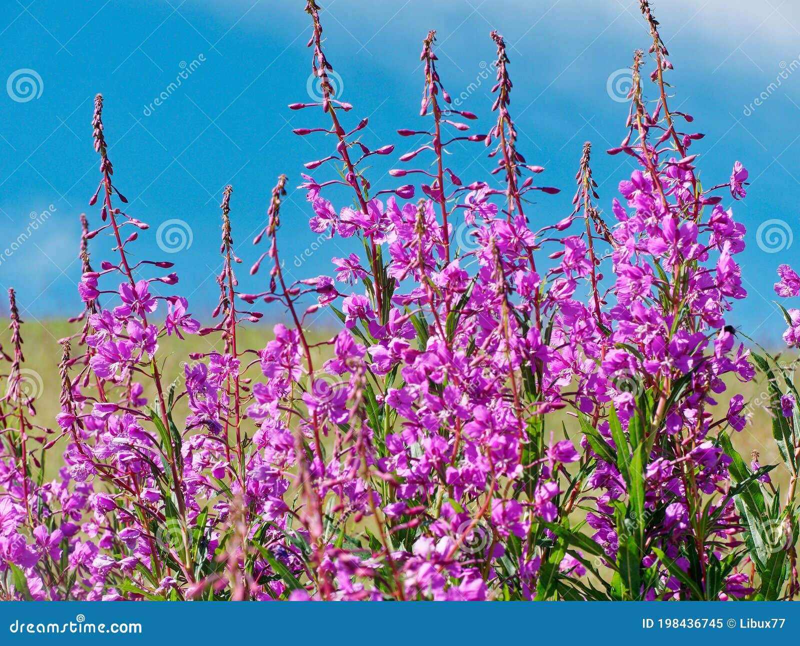 Flowers Of Mountain Clematis (Clematis Montana) Growing On A Fence In