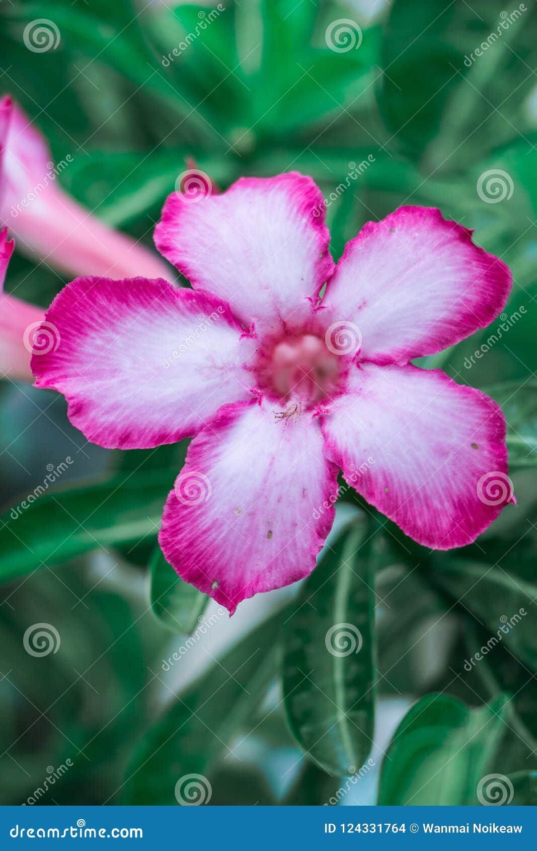 Flower stock photo. Image of summer, color, flora, floral 124331764