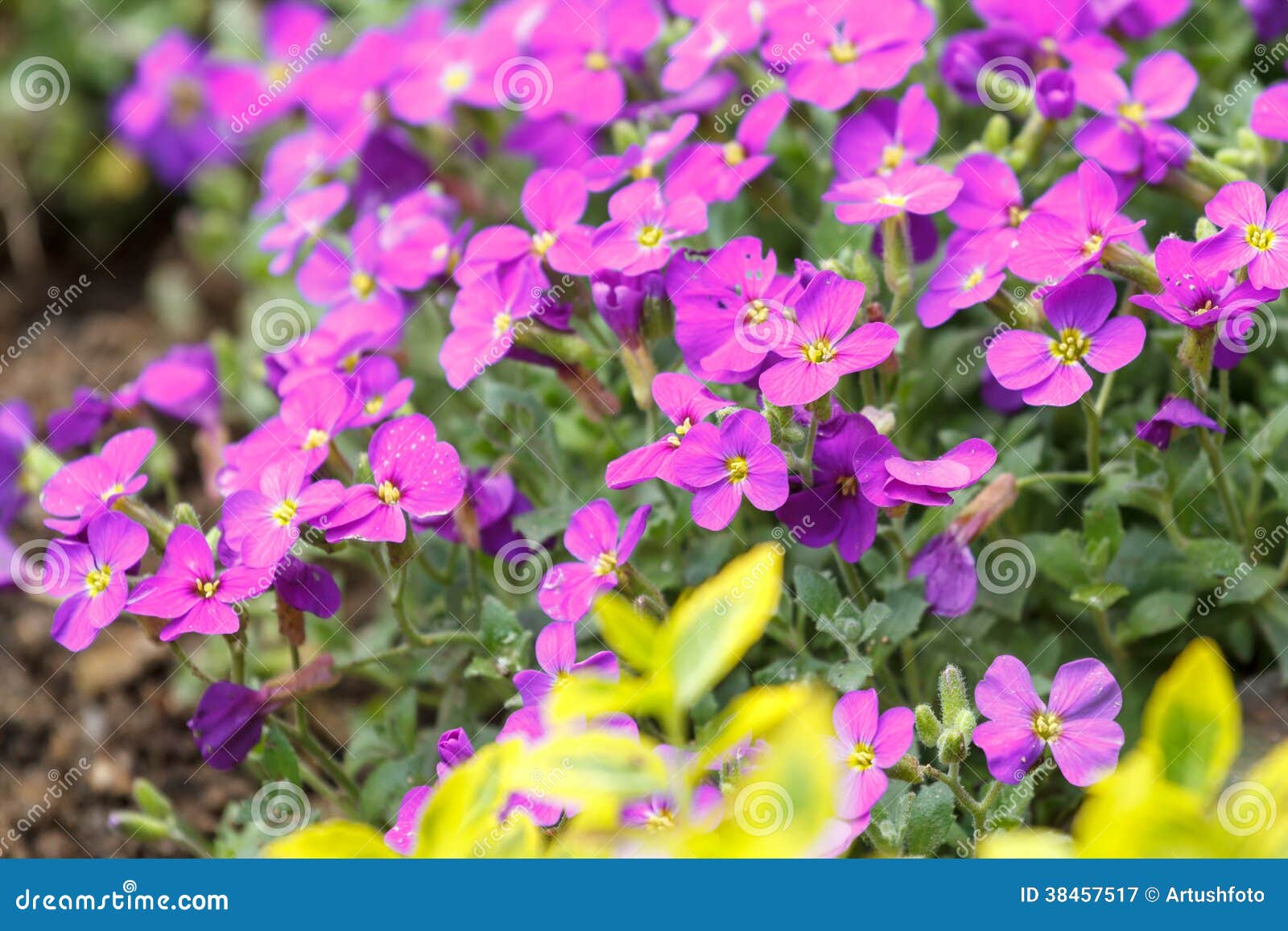 Pink Flowers for Natural Background Stock Image Image of garden, abloom 38457517