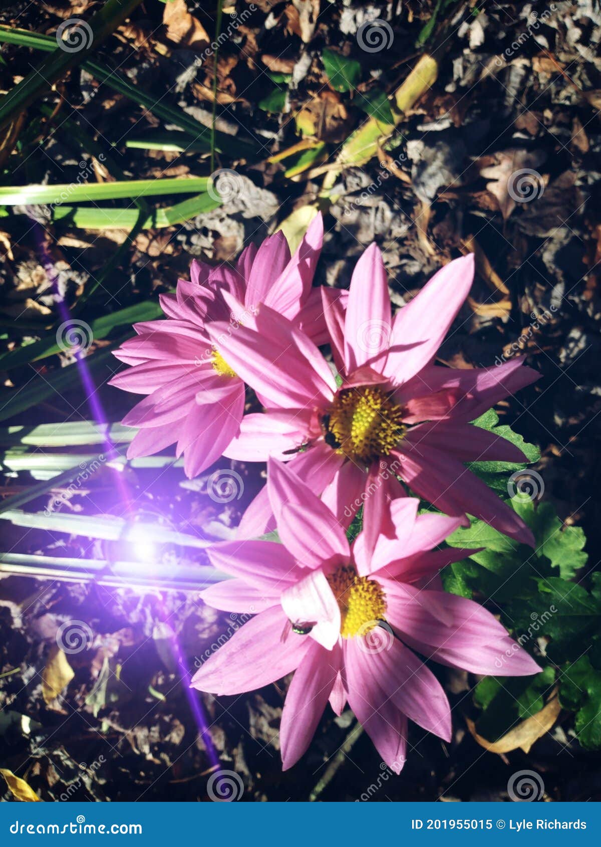 Pink flowers in November stock image. Image of leaves 201955015