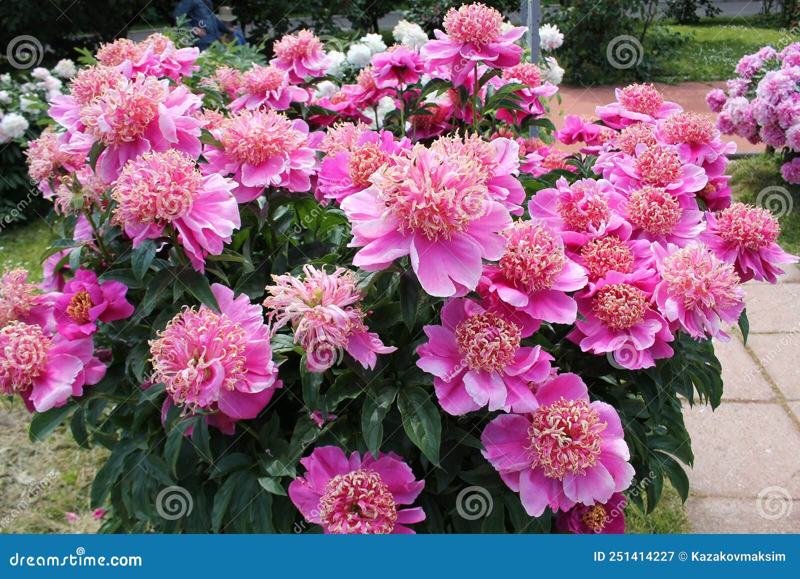 Pink Flowers of Paeonia Lactiflora Cultivar Neon. Japanese Flowered Peony  in Garden Stock Image - Image of summer, lactiflora: 251414227