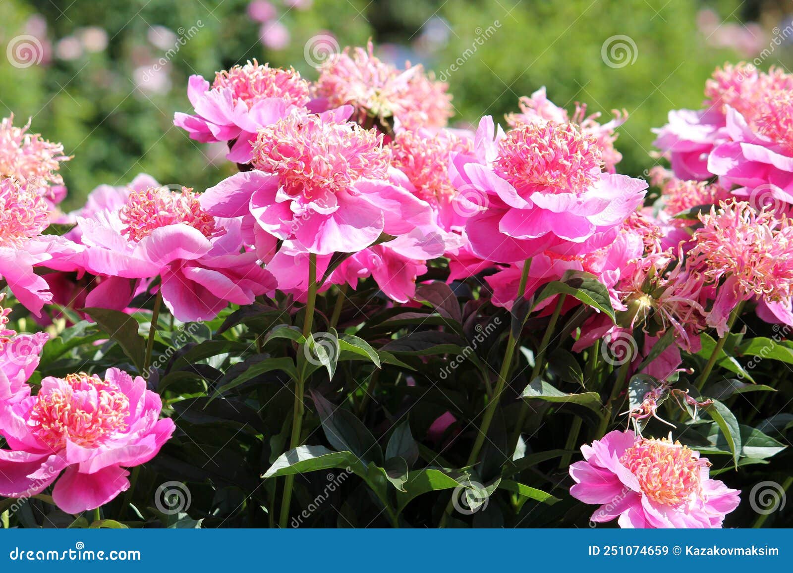 Pink Flowers of Paeonia Lactiflora Cultivar Neon. Japanese