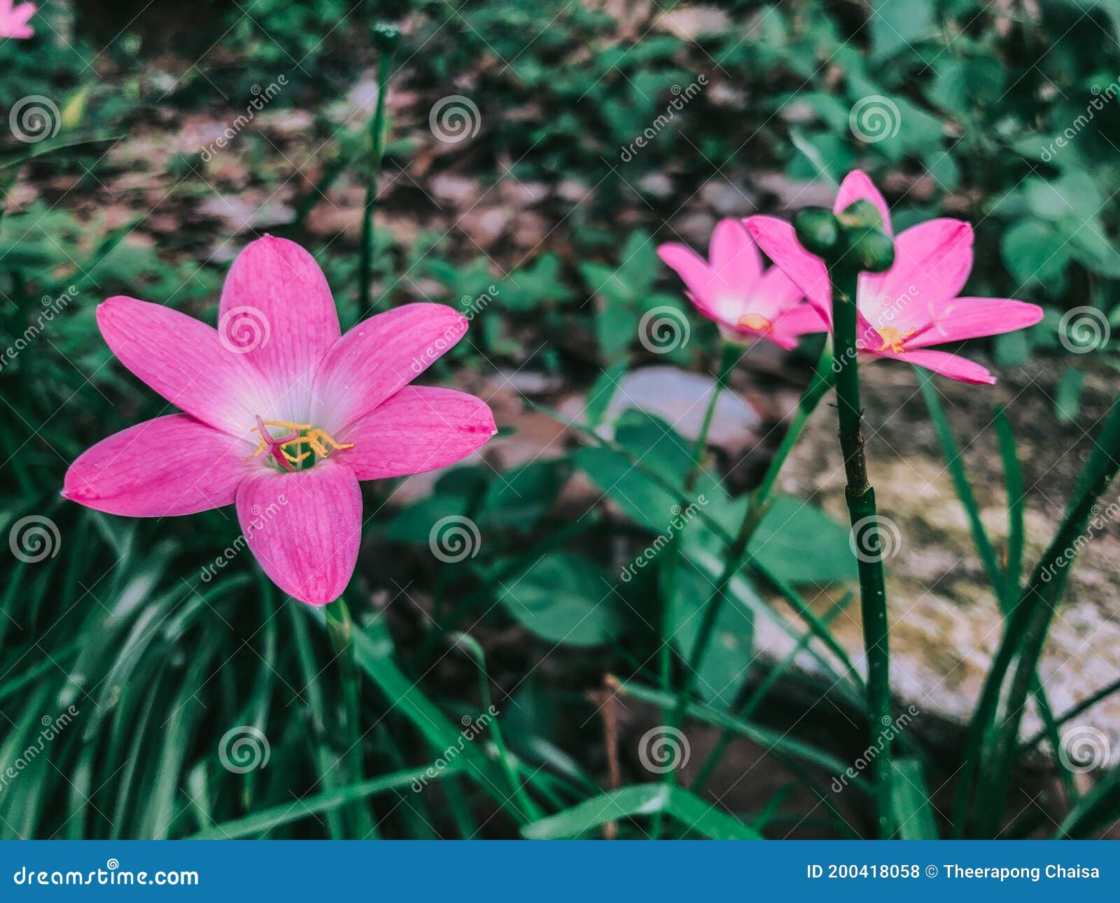 Pink Flowers beside the Pathway in the Evergreen Forest Stock Photo