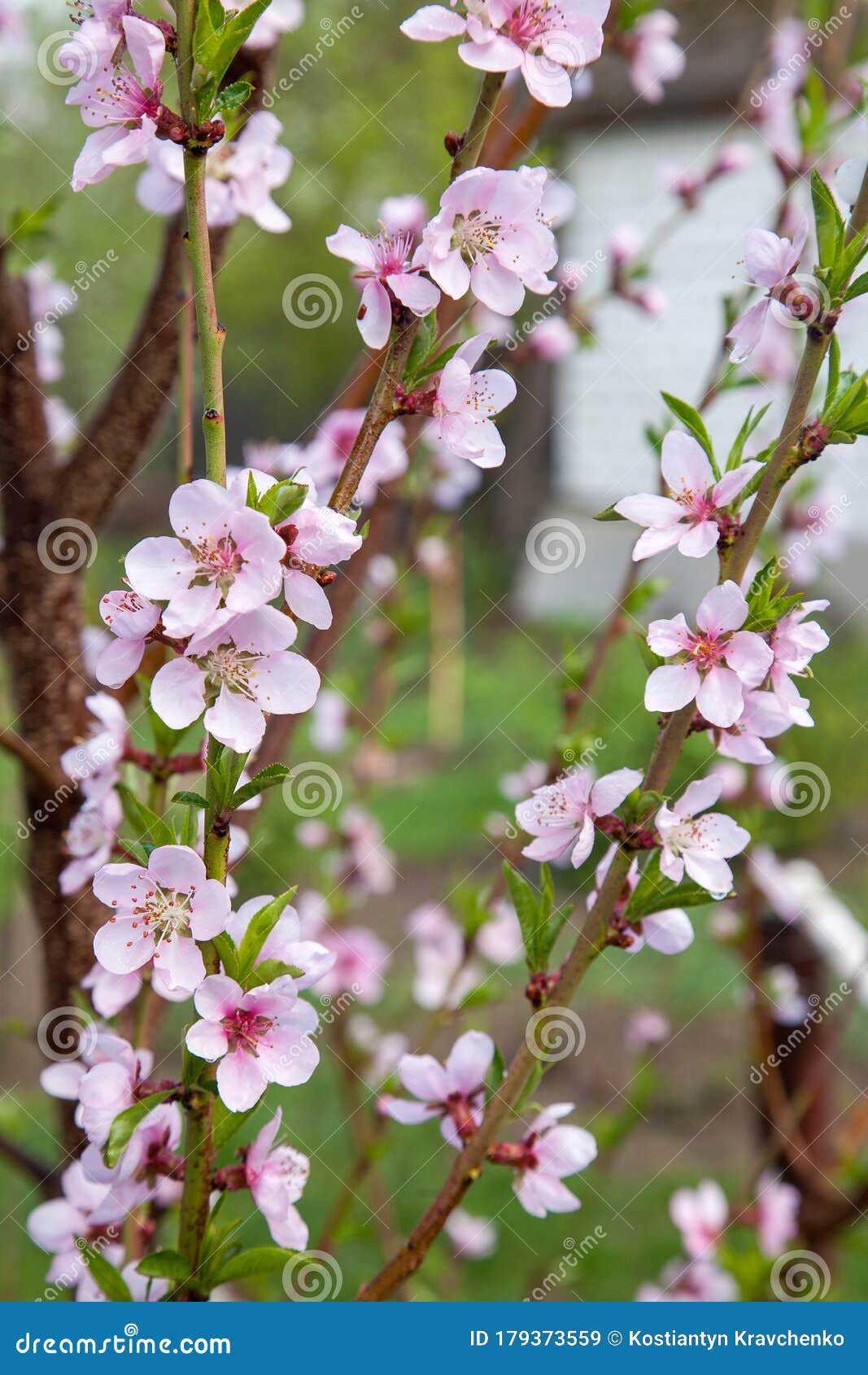 peach blossom spring review peach blossom spring review