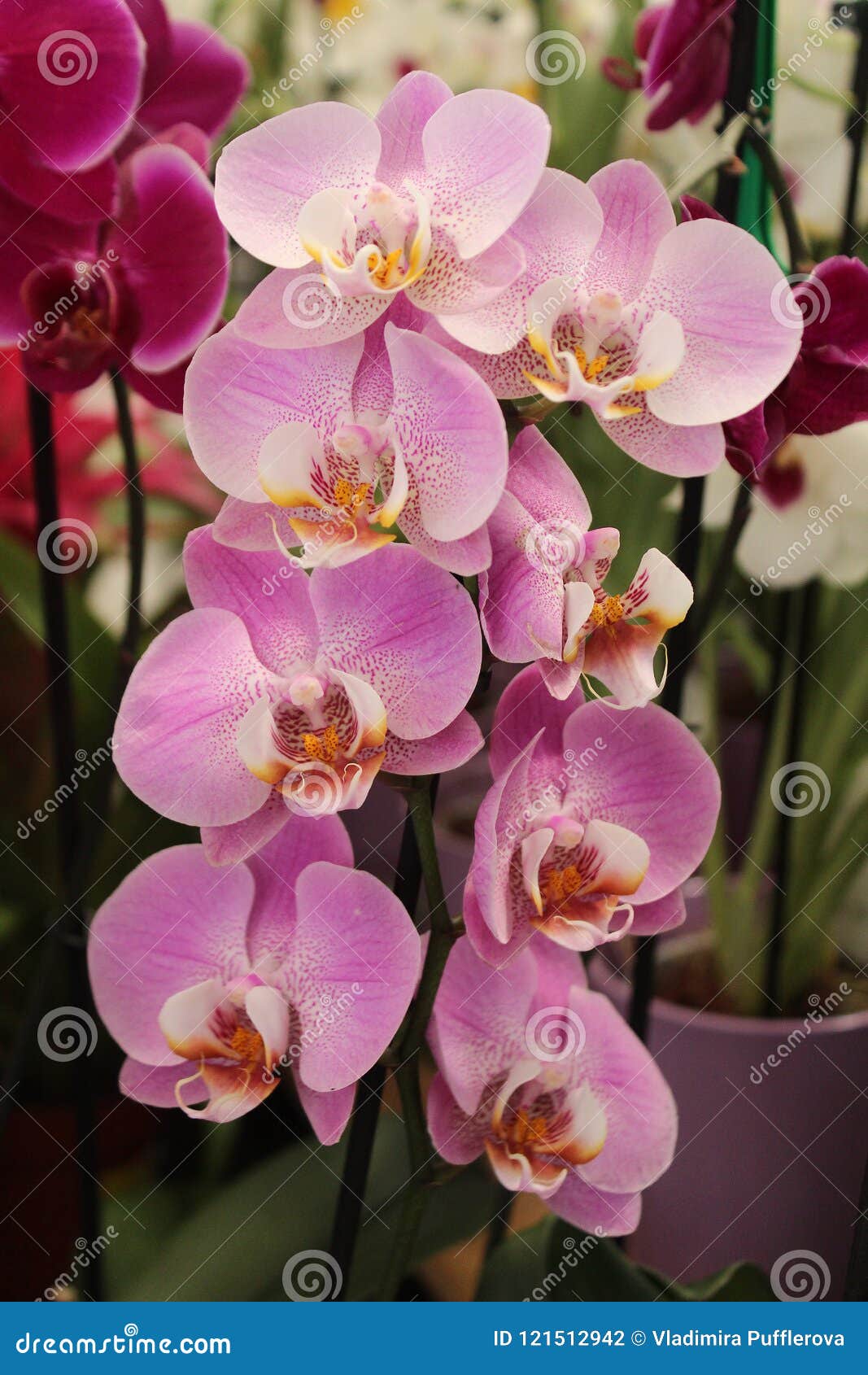 pink flowers of phalaenopsis orchid