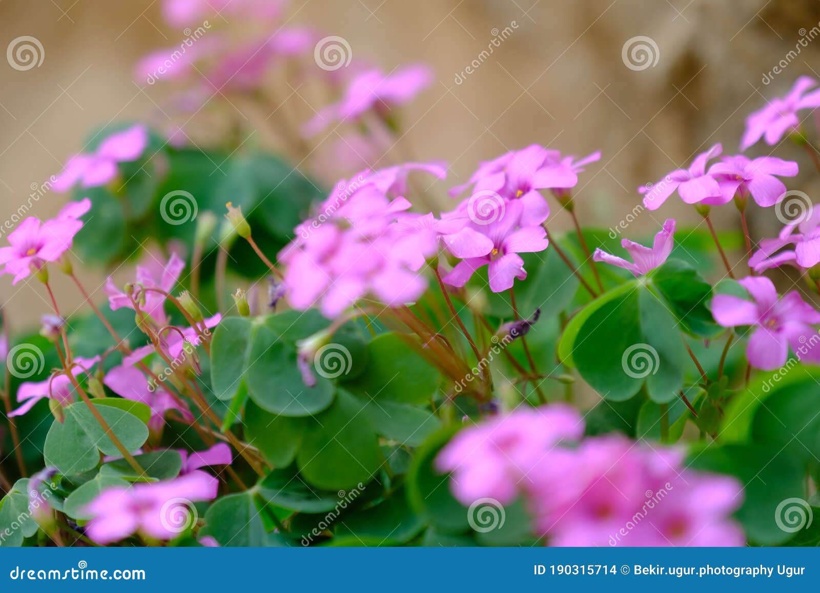 Pink Flowers Of Pink Sorrel Or Windowbox Wood Sorrel Oxalis Articulata Savigny Stock Photo Image Of Floral Oxalis Pink Flowers Of Pink Sorrel Or Windowbox Wood Sorrel Oxalis Articulata Savigny Stock Photo Image Of Floral Oxalis
